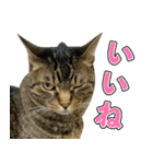 凶暴猫てんちゃん♀スタンプ（個別スタンプ：1）