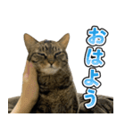 凶暴猫てんちゃん♀スタンプ（個別スタンプ：2）