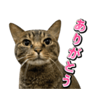 凶暴猫てんちゃん♀スタンプ（個別スタンプ：3）