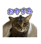 凶暴猫てんちゃん♀スタンプ（個別スタンプ：4）