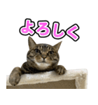 凶暴猫てんちゃん♀スタンプ（個別スタンプ：5）