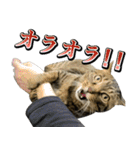 凶暴猫てんちゃん♀スタンプ（個別スタンプ：6）
