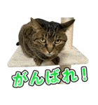 凶暴猫てんちゃん♀スタンプ（個別スタンプ：7）