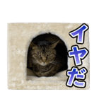 凶暴猫てんちゃん♀スタンプ（個別スタンプ：8）
