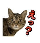 凶暴猫てんちゃん♀スタンプ（個別スタンプ：9）