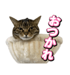 凶暴猫てんちゃん♀スタンプ（個別スタンプ：10）