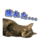 凶暴猫てんちゃん♀スタンプ（個別スタンプ：12）