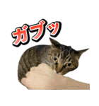 凶暴猫てんちゃん♀スタンプ（個別スタンプ：13）