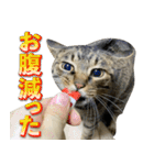 凶暴猫てんちゃん♀スタンプ（個別スタンプ：14）