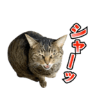 凶暴猫てんちゃん♀スタンプ（個別スタンプ：16）