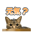 凶暴猫てんちゃん♀スタンプ（個別スタンプ：17）