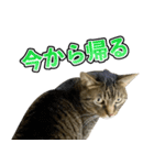 凶暴猫てんちゃん♀スタンプ（個別スタンプ：18）