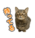凶暴猫てんちゃん♀スタンプ（個別スタンプ：19）
