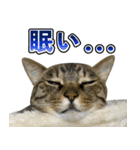 凶暴猫てんちゃん♀スタンプ（個別スタンプ：22）