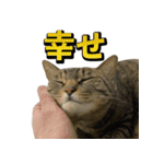 凶暴猫てんちゃん♀スタンプ（個別スタンプ：24）