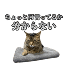 凶暴猫てんちゃん♀スタンプ（個別スタンプ：27）