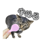 凶暴猫てんちゃん♀スタンプ（個別スタンプ：28）