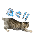 凶暴猫てんちゃん♀スタンプ（個別スタンプ：29）