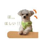 こちゃ時々こち（個別スタンプ：1）
