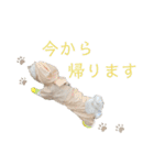 こちゃ時々こち（個別スタンプ：5）