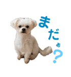 こちゃ時々こち（個別スタンプ：7）
