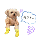 こちゃ時々こち（個別スタンプ：10）