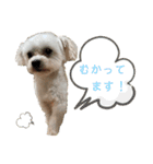 こちゃ時々こち（個別スタンプ：11）