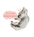 こちゃ時々こち（個別スタンプ：12）