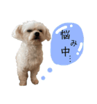 こちゃ時々こち（個別スタンプ：13）