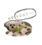 こちゃ時々こち（個別スタンプ：14）