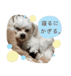 こちゃ時々こち（個別スタンプ：20）