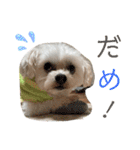 こちゃ時々こち（個別スタンプ：23）