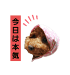 たまには言いたい（個別スタンプ：5）