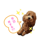 たまには言いたい（個別スタンプ：16）