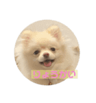 ポメラニアンのみそ2（個別スタンプ：1）