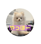 ポメラニアンのみそ2（個別スタンプ：2）