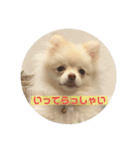 ポメラニアンのみそ2（個別スタンプ：4）