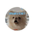 ポメラニアンのみそ2（個別スタンプ：5）