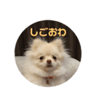 ポメラニアンのみそ2（個別スタンプ：6）