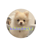 ポメラニアンのみそ2（個別スタンプ：7）