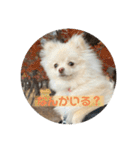 ポメラニアンのみそ2（個別スタンプ：10）