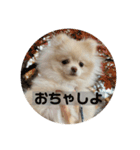 ポメラニアンのみそ2（個別スタンプ：11）