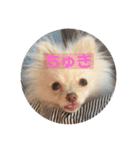 ポメラニアンのみそ2（個別スタンプ：13）