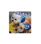 リク＆ちょこ(時々じぇずま)（個別スタンプ：1）