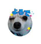 リク＆ちょこ(時々じぇずま)（個別スタンプ：7）