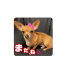 リク＆ちょこ(時々じぇずま)（個別スタンプ：9）