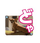 リク＆ちょこ(時々じぇずま)（個別スタンプ：11）