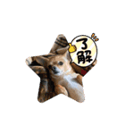 リク＆ちょこ(時々じぇずま)（個別スタンプ：16）