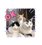 ねこの三兄弟 写真スタンプ（個別スタンプ：1）