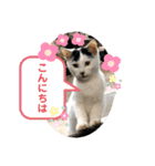 ねこの三兄弟 写真スタンプ（個別スタンプ：4）